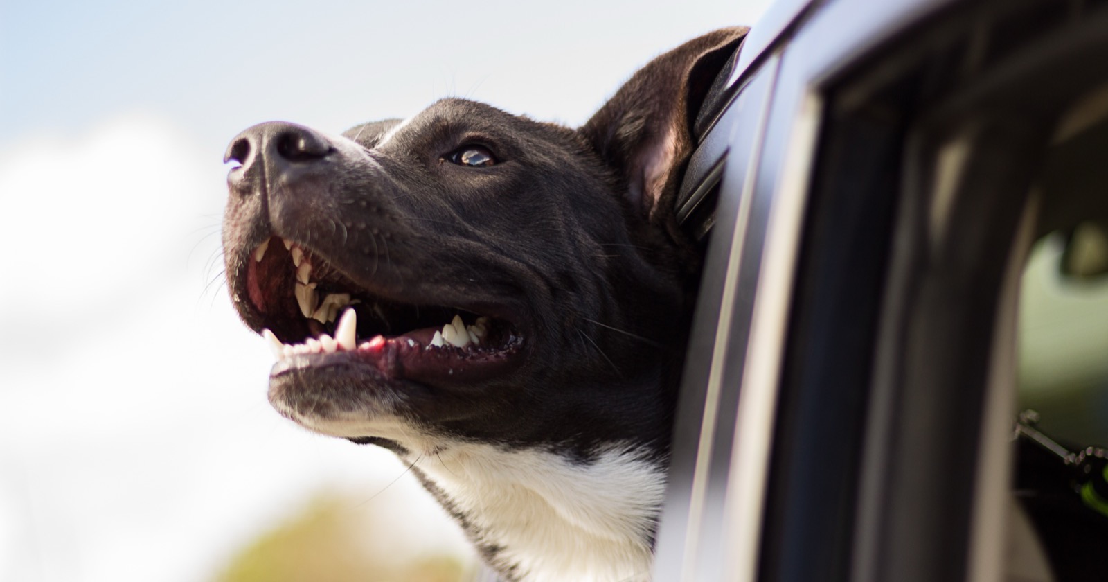 Black and white dog leaning out of a rolled-down rear car window